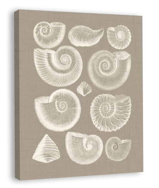 Colorful Shells in Taupe I (canvas)