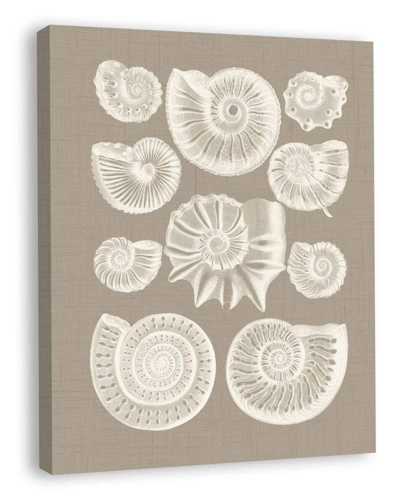 Colorful Shells in Taupe III (canvas)