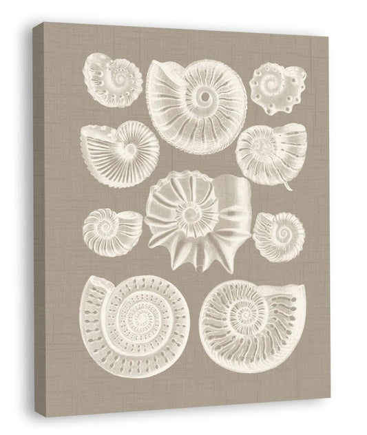 Colorful Shells in Taupe III (canvas)