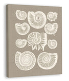 Colorful Shells in Taupe III (canvas)