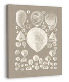 Colorful Shells in Taupe IV (canvas)