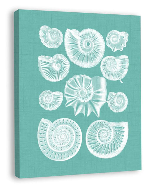 Colorful Shells in Spa III (canvas)