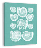 Colorful Shells in Spa III (canvas)