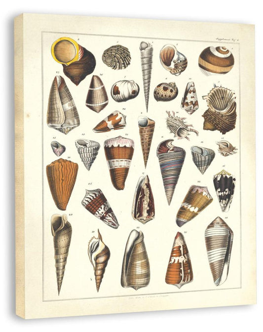 Oken Shells II (Canvas)