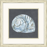 Shells on Slate IV