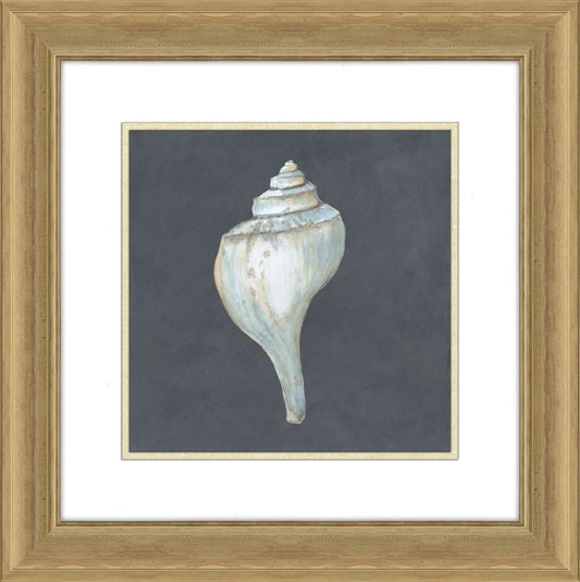 Shells on Slate IV